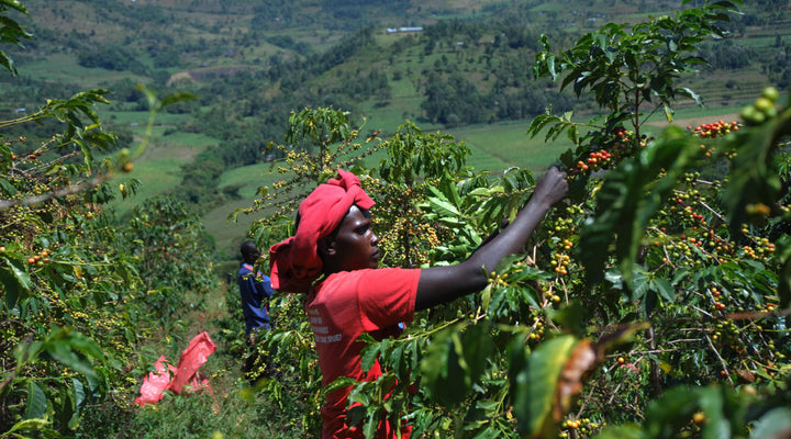 Kenia Kaffee - Warum unser Kaffee einer der besten der Welt ist