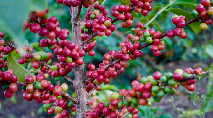 Der erste Kaffee Container aus Kenia soll kommen