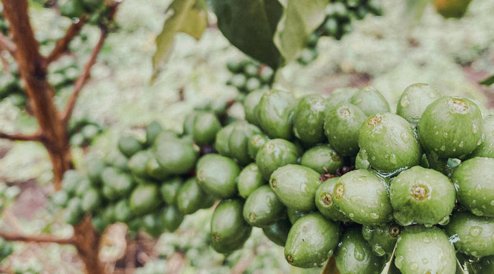 Unser Kaffee aus Kenia - das ist seine Geschichte